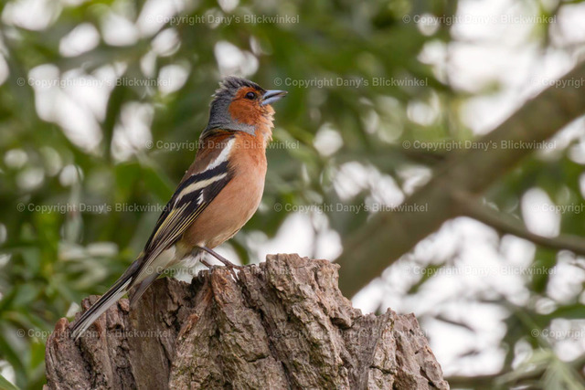 2018104 | Tierfotografie, Tierkalender, Tierbilder, Insekten, Spinnen, Vögel, Schmetterling, Libellen, Leinwand, Colorkey, Qualität, Geschenkartikel, Geschenk - Realisiert mit Pictrs.com