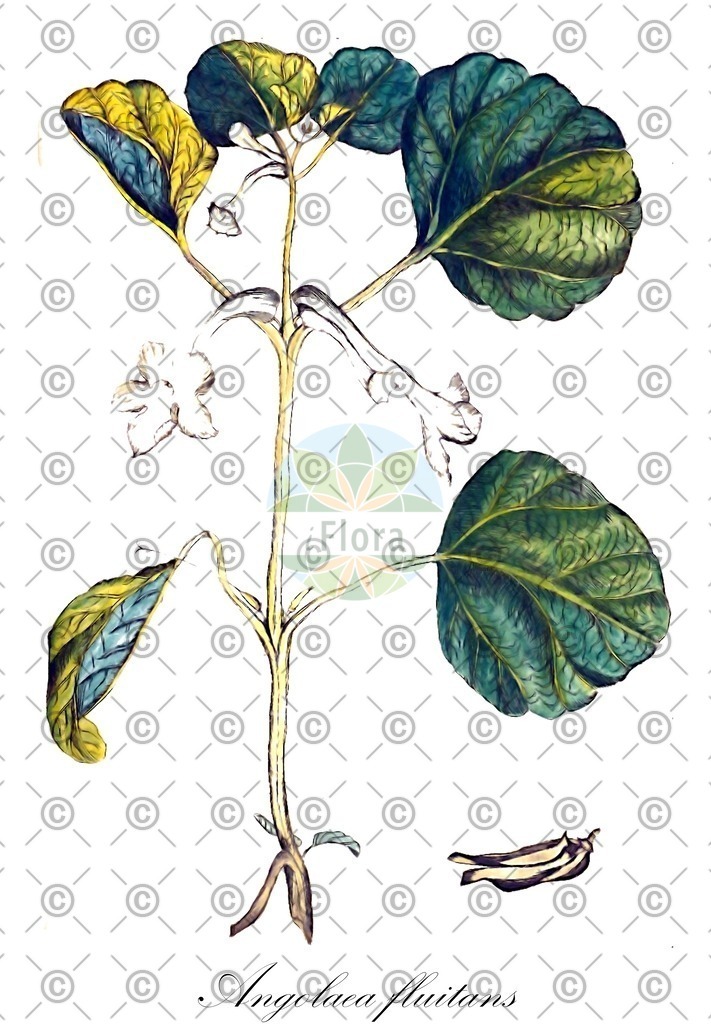 HistAbb_wfo-0000536542_376_ENZY_Simple | Historische Abbildung von Angolaea fluitans - Podostemaceae | Historical Illustration of Angolaea fluitans - Podostemaceae