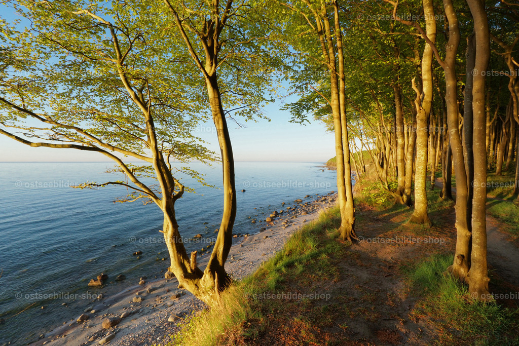 Tagesausklang im Küstenwald | In wenigen Minuten ist Sonnenuntergang. Ein Küstenwald erstrahlt noch einmal im goldenen Farbton der Abendsonne, bevor es dunkel wird.