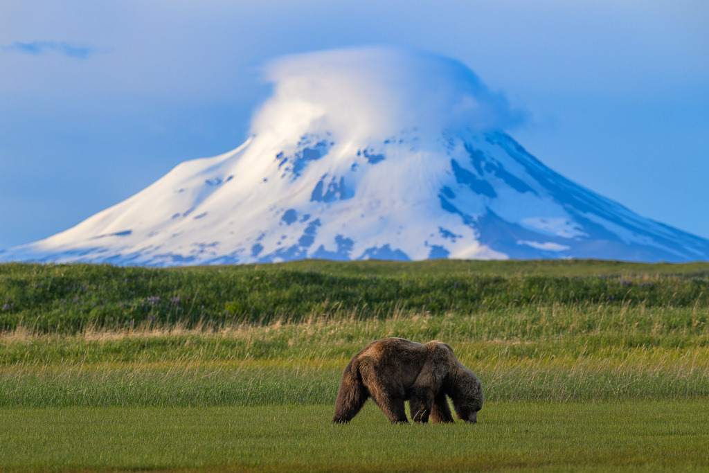 Alaska | Flug von Homer zu den Bärengebieten in Lake Clark NP und Katmai NP.  Schauplatz hier: Katmai. - Realisiert mit Pictrs.com