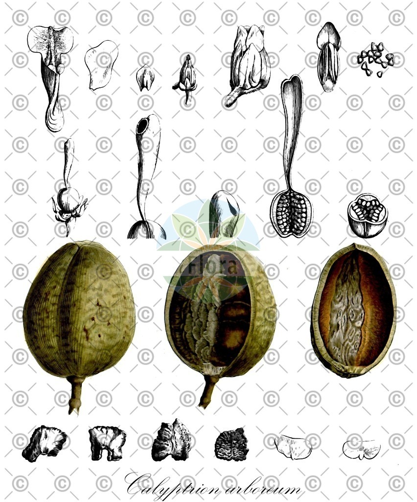 HistAbb_wfo-0000788274_1_ENZY_Simple | Historische Abbildung von Calyptrion arboreum - Violaceae | Historical Illustration of Calyptrion arboreum - Violaceae