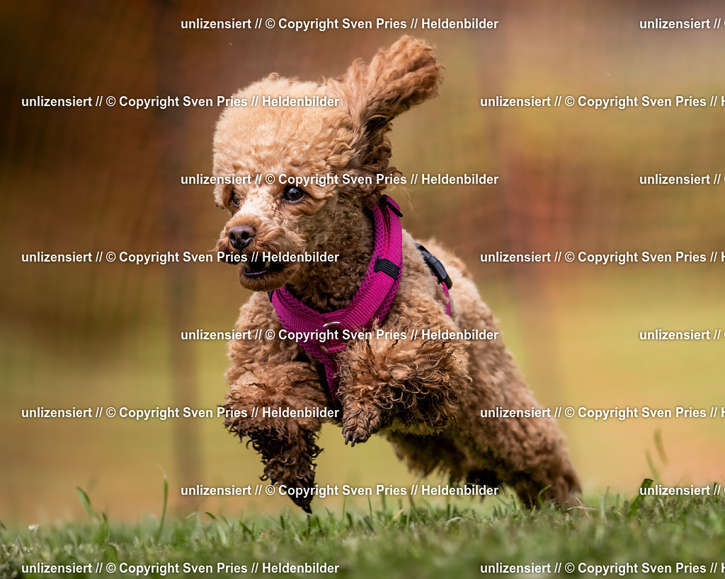 Sven Pries | 2024-04-21 - Hunderennen Baden-Oos
Foto: Sven Pries - Realisiert mit Pictrs.com