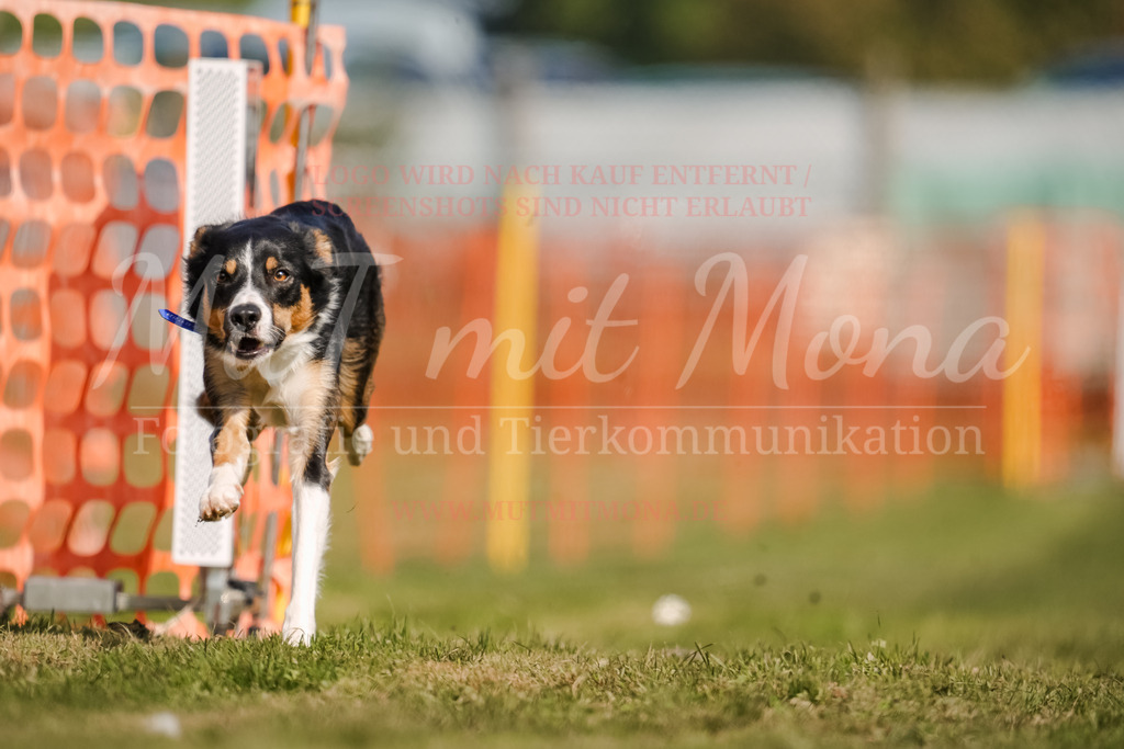 20250928_Hunderennen-384 | MuT (Mensch und Tier) mit Mona - Fotografie und Tierkommunikation - Realisiert mit Pictrs.com