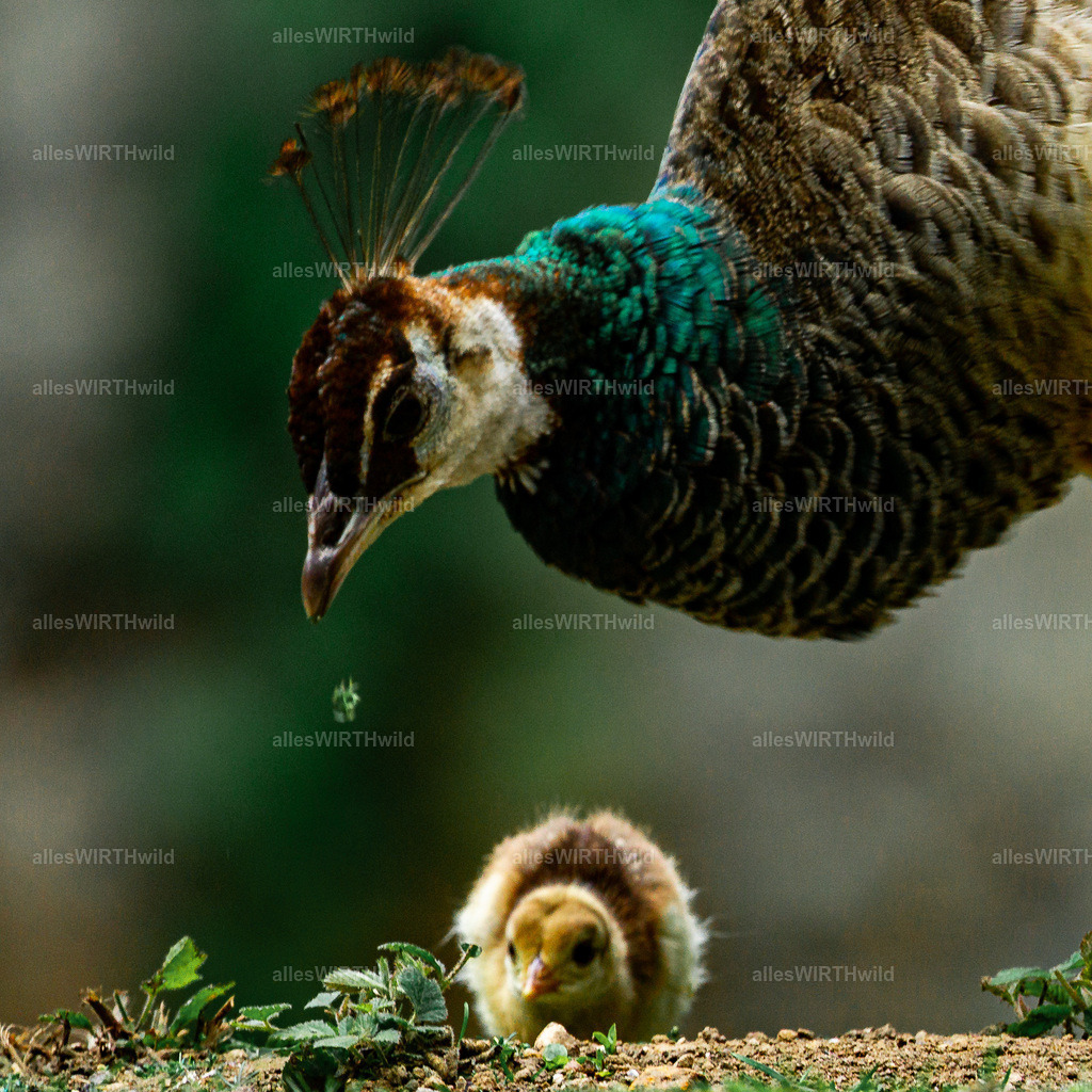 Daniel Wirth - www.allesWIRTHwild.de -DSC03091 | Entdecke die faszinierende Welt der Natur- und Wildlife-Fotografie von Daniel und Bärbel. Inspirierende Bilder von wilden Tieren und kleinen Naturwundern.