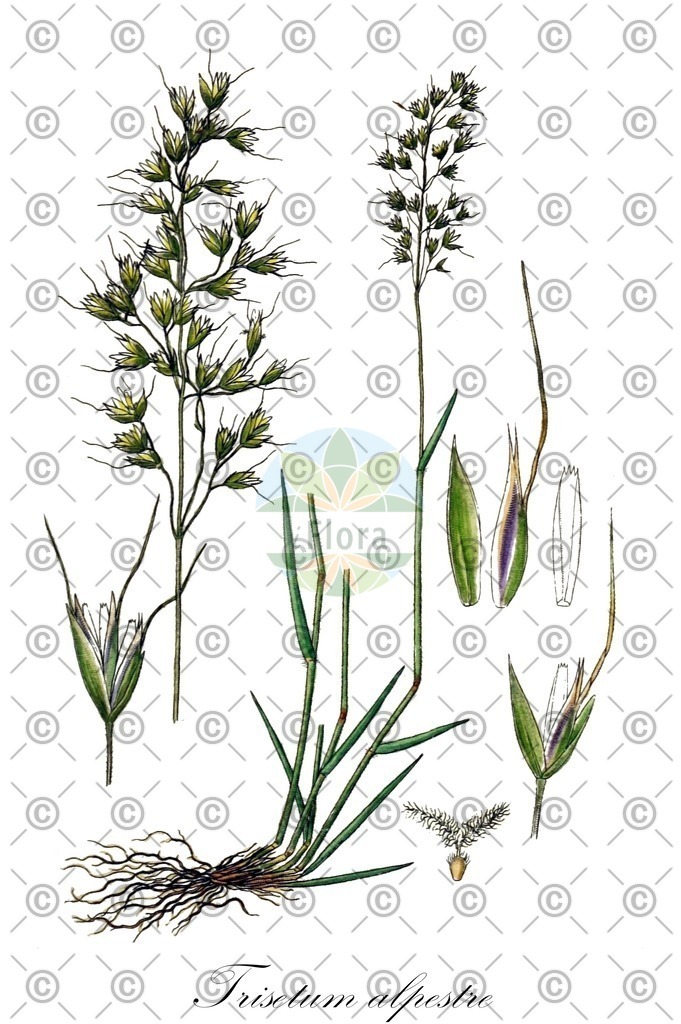 HistAbb_wfo-0000750035_1_ENZY_Simple | Historische Abbildung von Trisetum alpestre - Poaceae (Alpen-Grannenhafer) | Historical Illustration of Trisetum alpestre - Poaceae