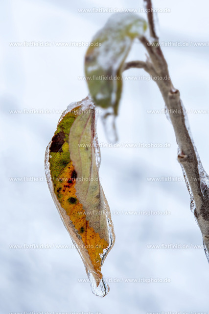Eisblätter | Naturfoto | Gesehen in Hofheim