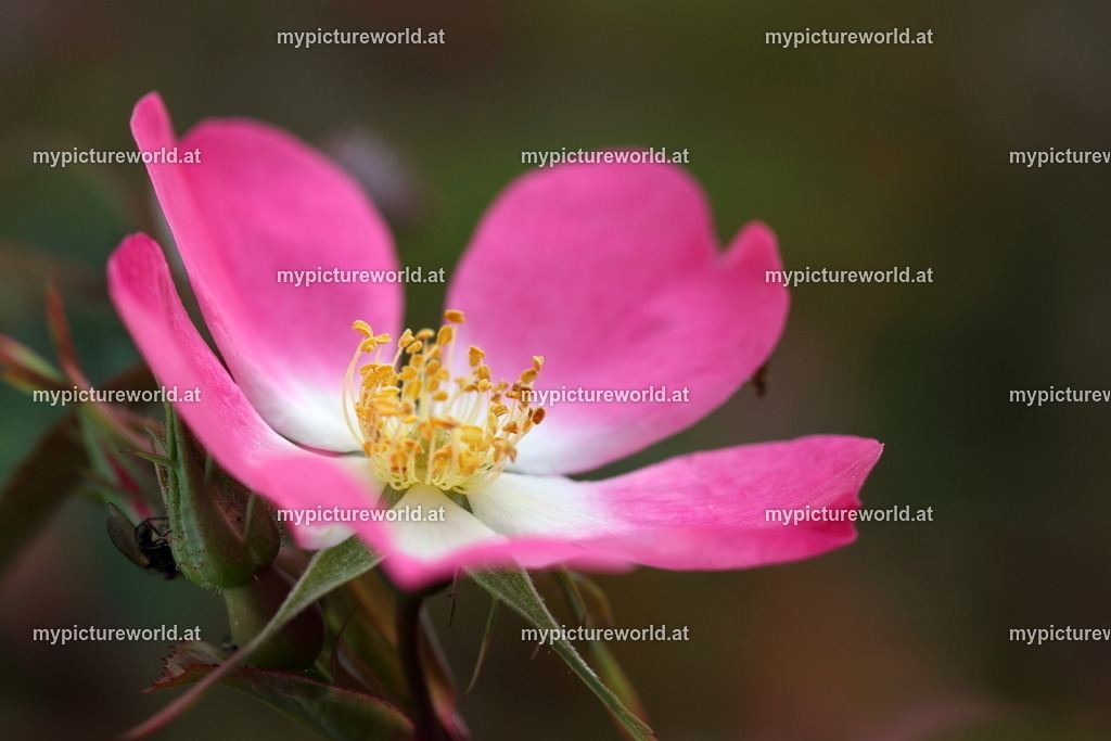 Rotblatt-Rose-011 | Das Bilderarchiv über Tiere, Planzen und Landschaften. In der Bilddatenbank finden Sie ein große Auswahl an hochwertigen Bilder für Ihre Werbung - Realisiert mit Pictrs.com