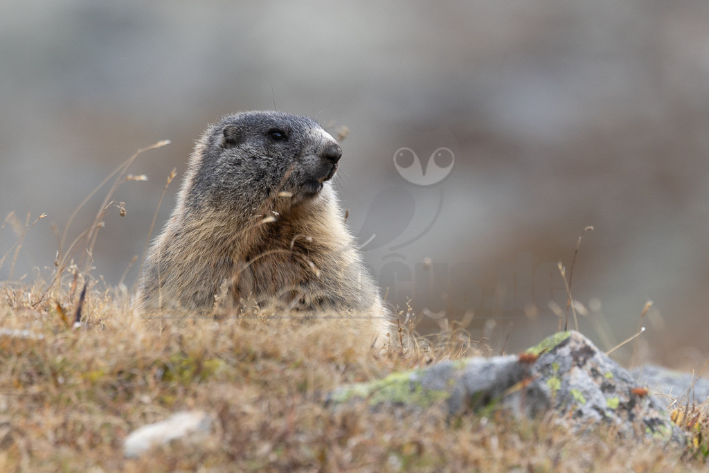 R5M27677_20250923 | Das Bild zeigt ein Alpenmurmeltier (Marmota marmota), das aufrecht in einer Graslandschaft sitzt. Das Murmeltier hat ein dichtes, braunes Fell und einen dunklen Kopf. Es scheint aufmerksam in die Ferne zu schauen. Es gibt keine Interaktionen mit anderen Tieren oder Menschen im Bild. - Realisiert mit Pictrs.com