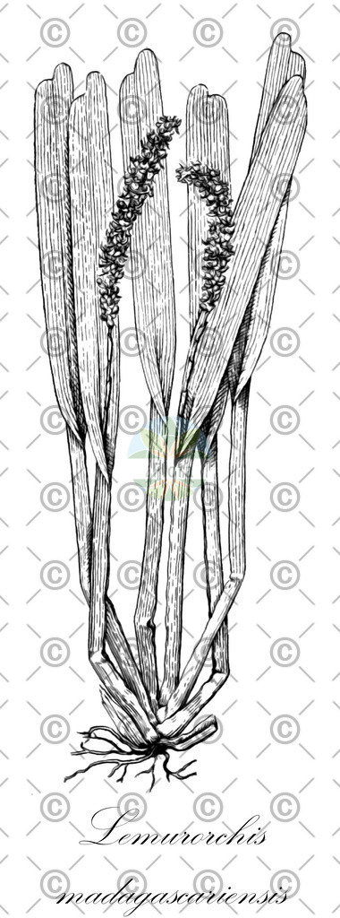 HistAbb_wfo-0000363464_1_ENZY_Simple | Historische Abbildung von Lemurorchis madagascariensis - Orchidaceae | Historical Illustration of Lemurorchis madagascariensis - Orchidaceae