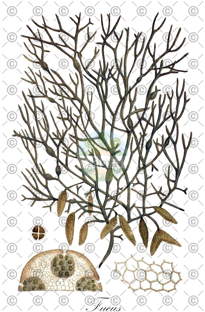 HistAbb_7P2VH_1_ENZY_Simple | Historische Abbildung von Fucus - Fucaceae (0) | Historical Illustration of Fucus - Fucaceae (0)