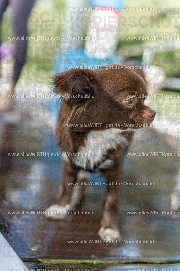Hundeschwimmen_Volksbad_2026-allesWIRTHgut_Tierfotografie-2609061439-7R501161 | Professionelle Tierfotografie in Mönchengladbach von Daniel Wirth (allesWIRTHgut). Liebevolle & natürliche Bilder von Hunden & Katzen für unvergessliche Erinnerungen.
