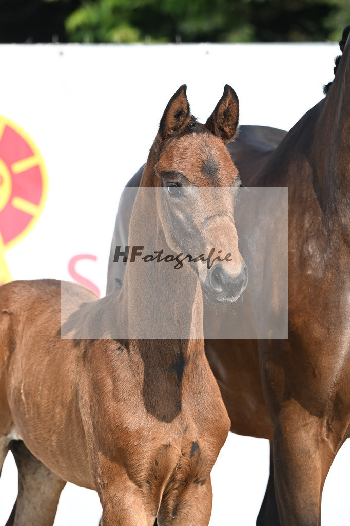 Sane x Fuerst Romancier_SF_Fritz_12250058 | hf-fotografie - Realisiert mit Pictrs.com