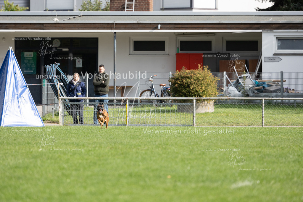 _16A7001 | Einzigartige Fotos von Hunden & Menschen –Actionfotos, Portraits, Vereinsaufnahmen & Paarshootings – authentisch, lebendig & mit Herz.