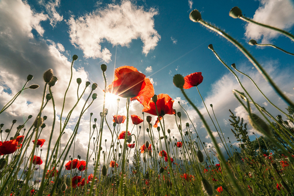 Sommersonne & Mohn | Leuchtend rote Mohnblumen ragen in den Sommerhimmel. Die Aufnahme von unten bringt Licht, Bewegung und Tiefe ins Bild. Ein kraftvolles Naturmotiv mit positiver Ausstrahlung – ideal für moderne Wohn- oder Praxisräume. - Realisiert mit Pictrs.com