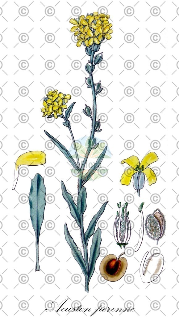 HistAbb_wfo-0001423434_1_ENZY_Simple | Historische Abbildung von Acuston perenne - Brassicaceae | Historical Illustration of Acuston perenne - Brassicaceae