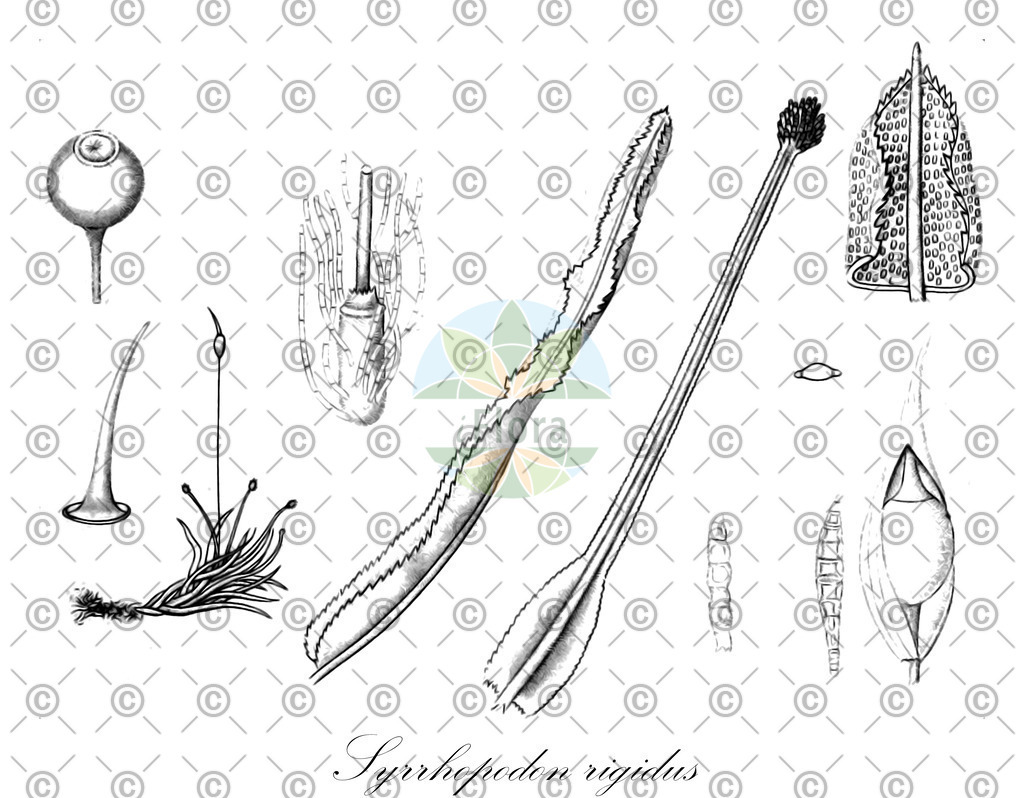 HistAbb_wfo-0000780074_1_ENZY_Simple | Historische Abbildung von Syrrhopodon rigidus - Calymperaceae | Historical Illustration of Syrrhopodon rigidus - Calymperaceae