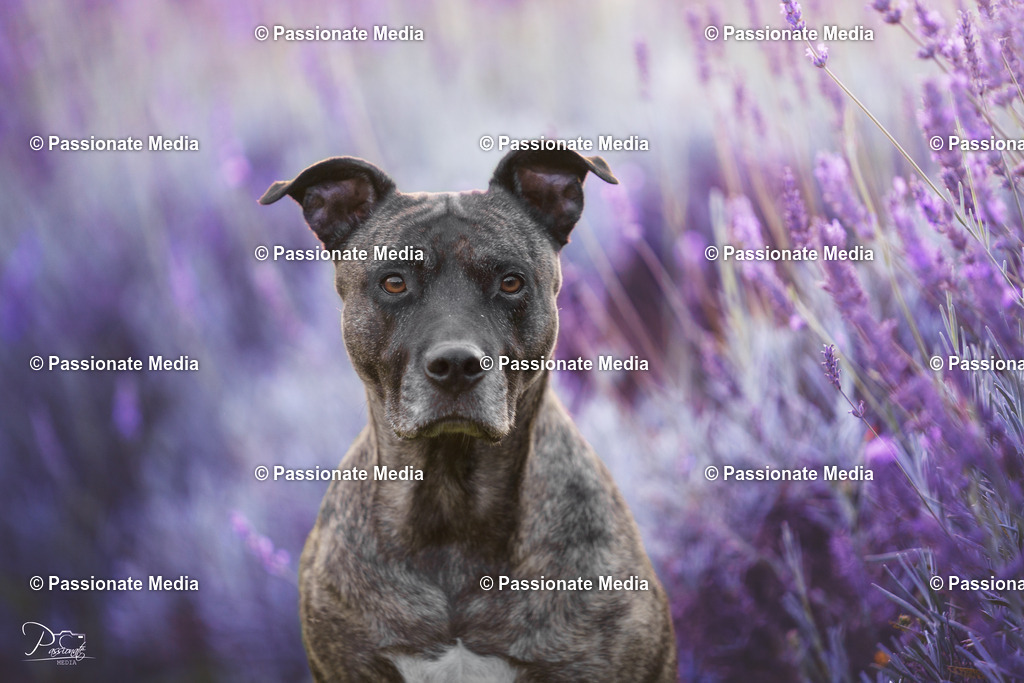 _DSC1788 | Passionate Media, dein Fotograf aus Brandenburg, Märkisch Oderland, im Bereich Motorsport, Autos und Motorräder sowie Events und auch Hunde. Shootings oder auch Eventbegleitungen können bei mir gebucht we