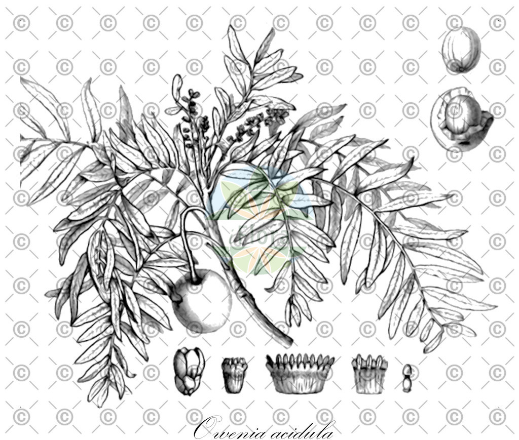HistAbb_wfo-0001226811_1_ENZY_Simple | Historische Abbildung von Owenia acidula - Meliaceae | Historical Illustration of Owenia acidula - Meliaceae