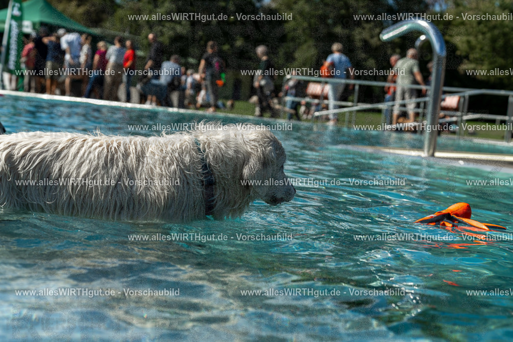 Hundeschwimmen_Volksbad_2026-allesWIRTHgut_Tierfotografie-2609061307-121744-7R500529 | Professionelle Tierfotografie in Mönchengladbach von Daniel Wirth (allesWIRTHgut). Liebevolle & natürliche Bilder von Hunden & Katzen für unvergessliche Erinnerungen.