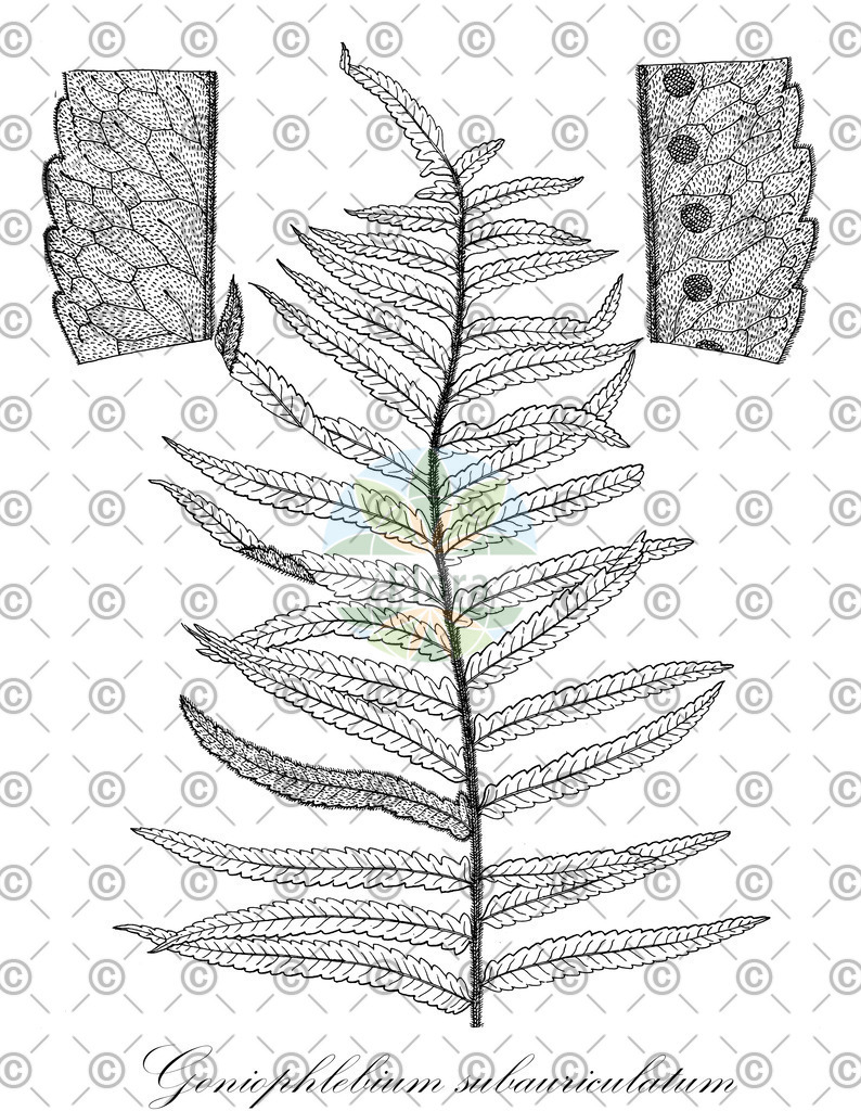 HistAbb_wfo-0000706568_1_ENZY_Simple | Historische Abbildung von Goniophlebium subauriculatum - Polypodiaceae | Historical Illustration of Goniophlebium subauriculatum - Polypodiaceae