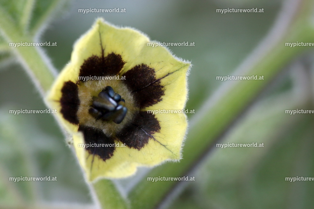 Kapstachelbeere-003 | Das Bilderarchiv über Tiere, Planzen und Landschaften. In der Bilddatenbank finden Sie ein große Auswahl an hochwertigen Bilder für Ihre Werbung - Realisiert mit Pictrs.com