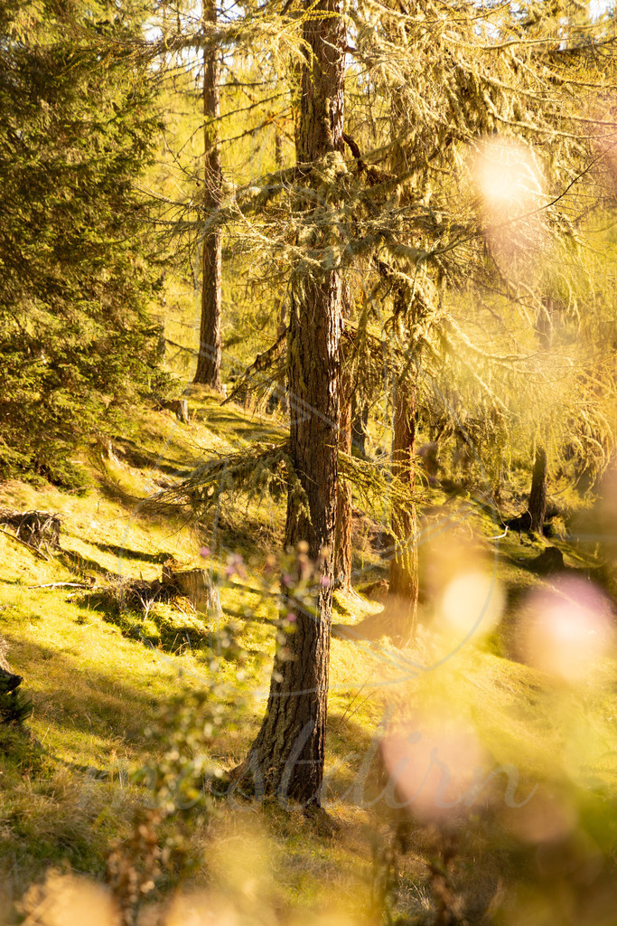 Herbst im Lungau | Ihre Fotografin im Lungau, ihre Fotografin im Mostviertel, Wandbilder Onlineshop, Imagefotos für Ihr Unternehmen,  - Realisiert mit Pictrs.com