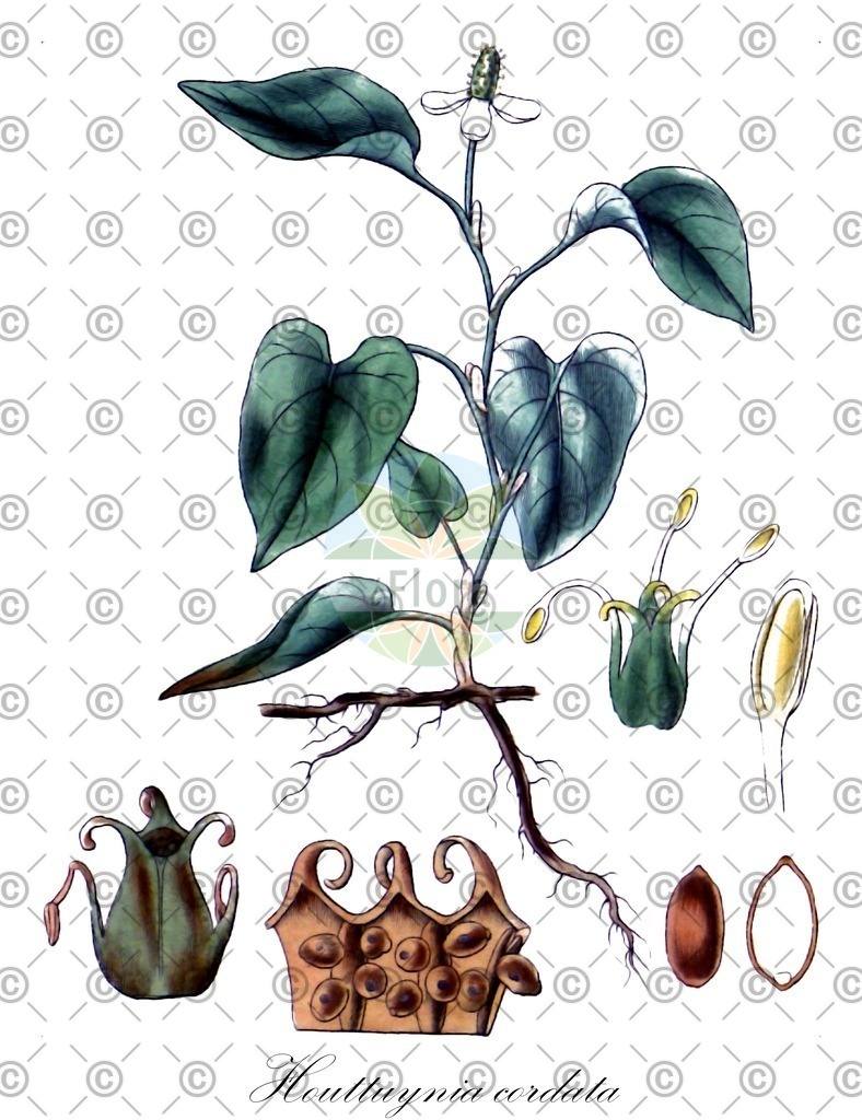HistAbb_wfo-0000725083_1_ENZY_Simple | Historische Abbildung von Houttuynia cordata - Saururaceae | Historical Illustration of Houttuynia cordata - Saururaceae