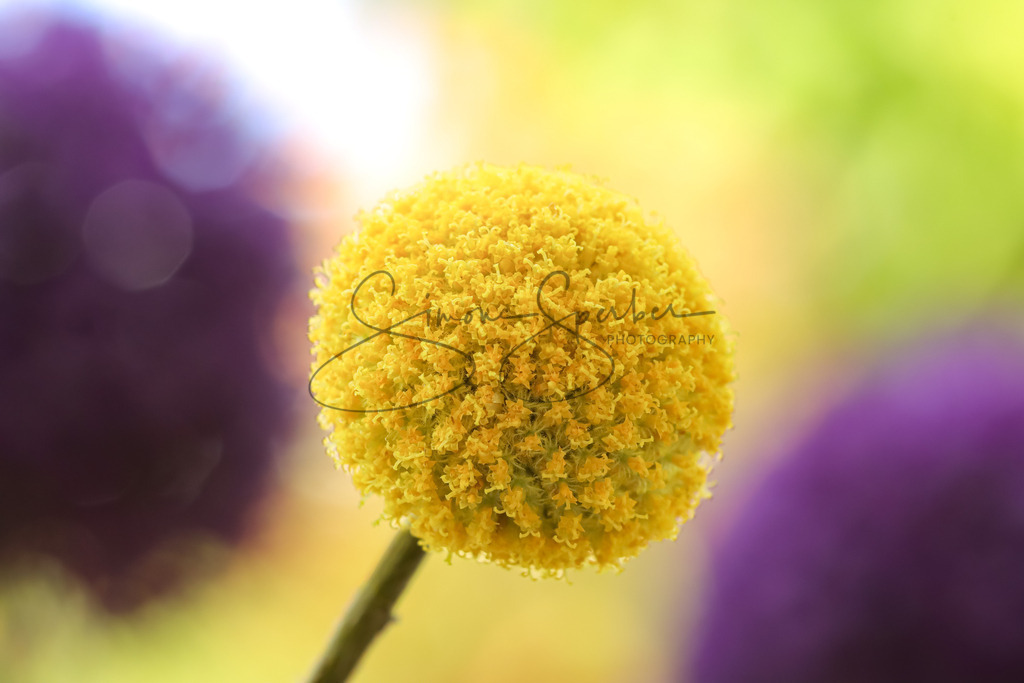 Craspedia | Simone Sperber, svb-photography,Fotografin,Bilddesignerin,Naturfotografie,Macrofotografie,Tierfotografie,Wildtierfotografie,Ausstellungen,Auftragsfotografie,Kunst,Art,Photographer,Shootings,Bildberatbeitung,Galerie,Shop