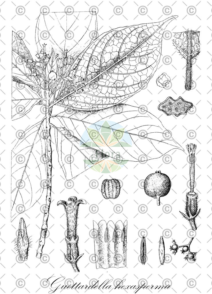 HistAbb_wfo-0000711715_1_ENZY_Simple | Historische Abbildung von Guettardella hexasperma - Rubiaceae | Historical Illustration of Guettardella hexasperma - Rubiaceae