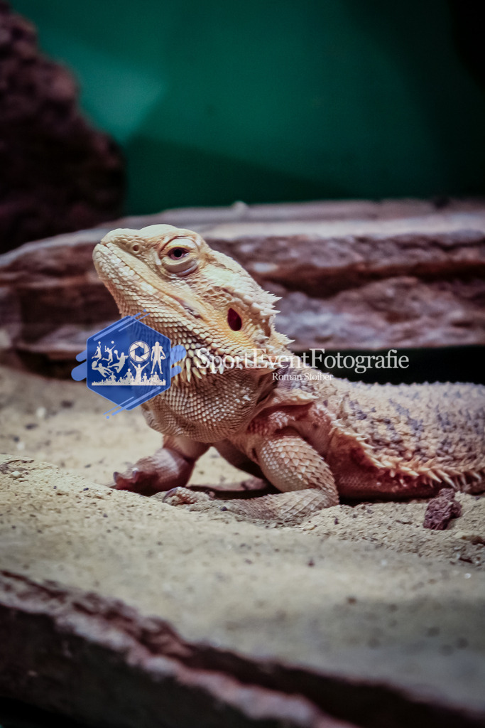 IMG_0529 | SportEventFotografie - Roman Stoiber