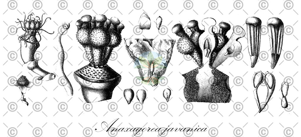 HistAbb_wfo-0000533461_2_ENZY_Simple | Historische Abbildung von Anaxagorea javanica - Annonaceae | Historical Illustration of Anaxagorea javanica - Annonaceae