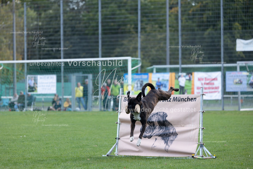 _16A5696 | Einzigartige Fotos von Hunden & Menschen –Actionfotos, Portraits, Vereinsaufnahmen & Paarshootings – authentisch, lebendig & mit Herz.