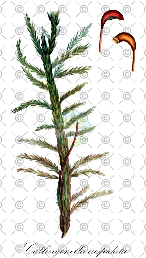 HistAbb_wfo-0000580493_1_ENZY_Simple | Historische Abbildung von Calliergonella cuspidata - Pylaisiaceae | Historical Illustration of Calliergonella cuspidata - Pylaisiaceae