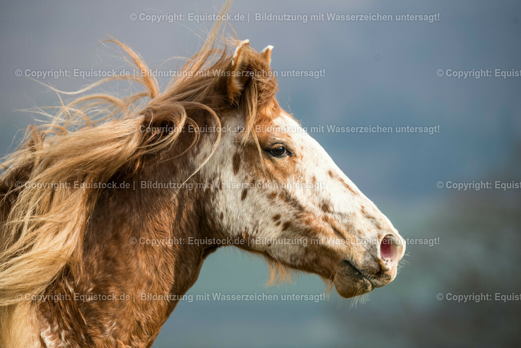 20150315_TOMsPiC_0064 | equistock