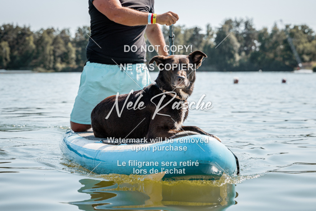 nelerasche_saSUP3_167 | nelerasche