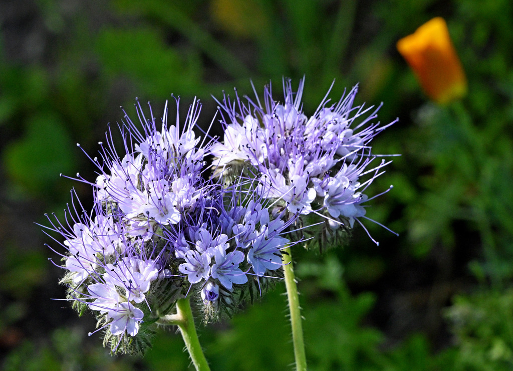 Phacelia01 | greenwatching-with-luci - Realisiert mit Pictrs.com