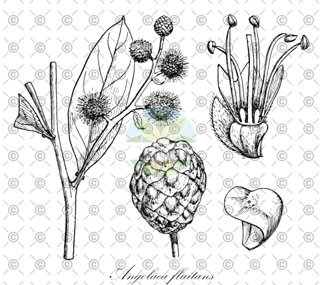 HistAbb_wfo-0000536542_235_ENZY_Simple | Historische Abbildung von Angolaea fluitans - Podostemaceae | Historical Illustration of Angolaea fluitans - Podostemaceae