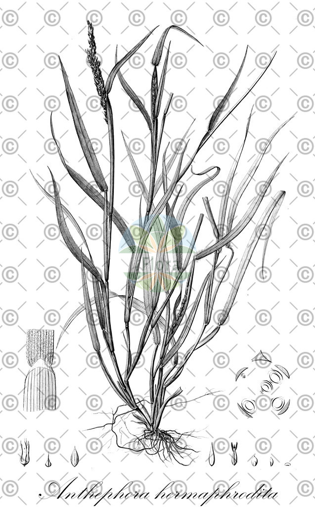 HistAbb_EMP_64324_SRC_Schlechtendal_FLORAD_SIMPLE | Historische Abbildung von Anthephora hermaphrodita - Poaceae | Historical Illustration of Anthephora hermaphrodita - Poaceae