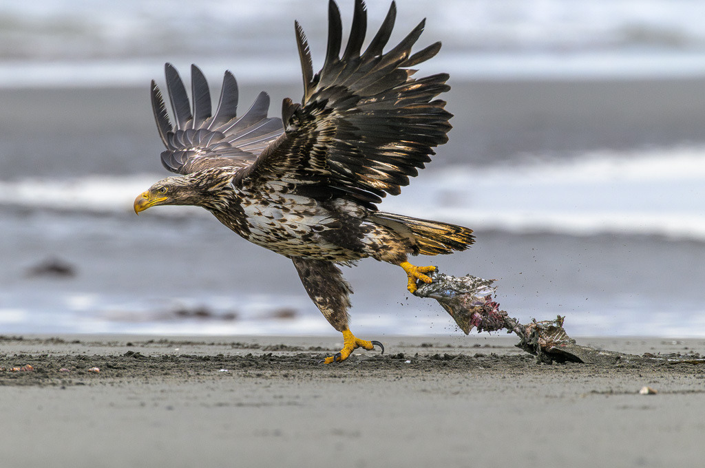Alaska | Anchor Pont. Weißkopfseeadler am Strand. - Realisiert mit Pictrs.com