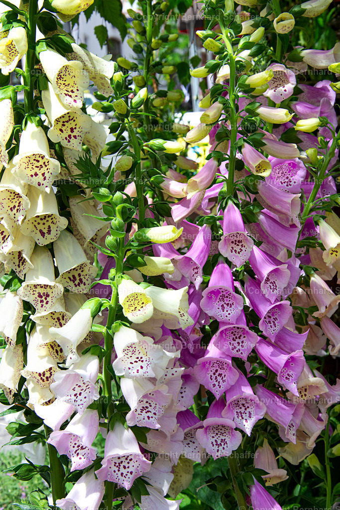 Glockenblumen hängend | Hängende weiße und rosa Glockenblumen. - Realisiert mit Pictrs.com