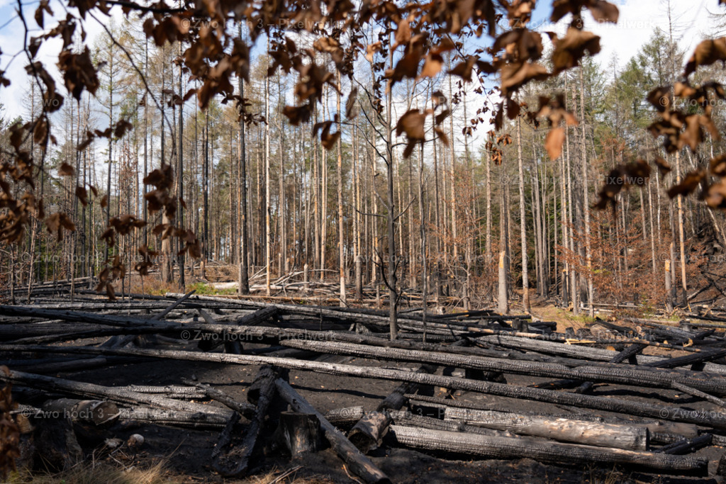 Rosssteig_Nahe_Katzenstein_Waldbrand_Baumstamm_Laubblatt | 2022-08-30_Waldbrandgebiete_1 - Realisiert mit Pictrs.com