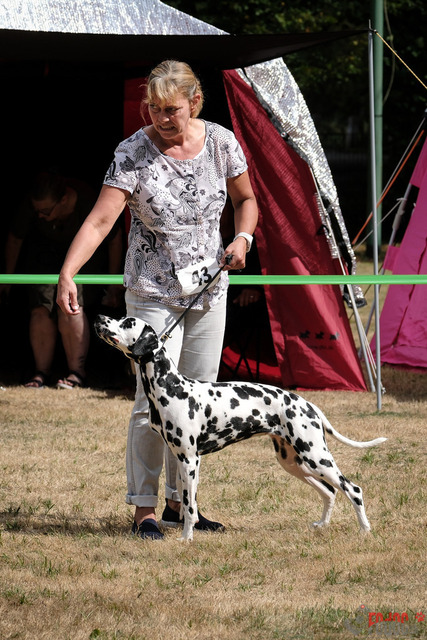 Dalmatiner DZGD CDF in Hilden | Dalmatiner, Regionalgruppenausstellung DZGD / CDF) in Hilden. Richterin Margrit Martegani.  in Hilden  04.09.2022 Foto: Leo Wyden