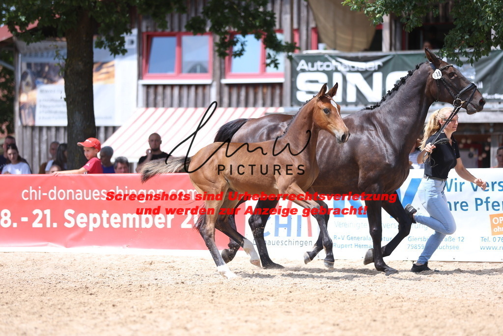 Fohlenschau_Schwäbisch_Hall_springbetonte_Fohlen_KN 39_15 | lmwpictures - Realisiert mit Pictrs.com