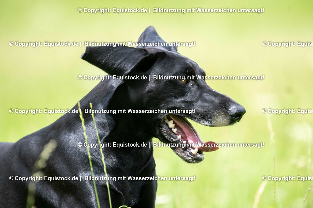 20210712_Spielender-Hund_0011 | Foto: Thomas Hartig