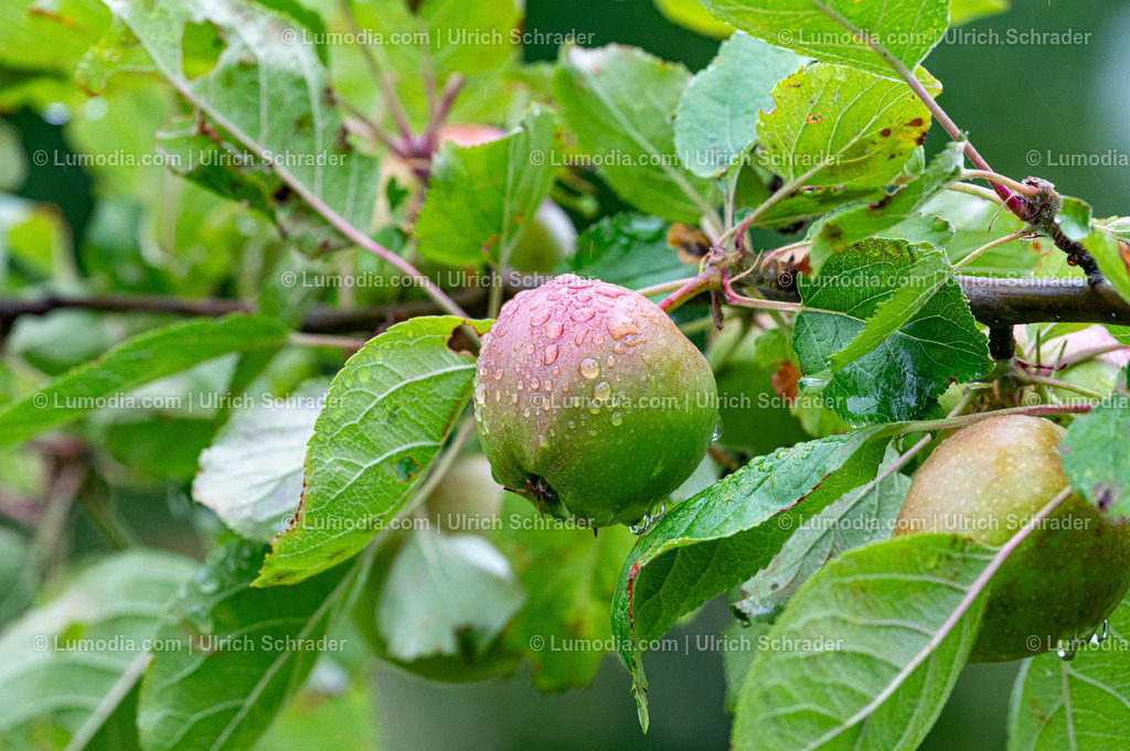10049-13379 - Apfel | Stockfoto und Bilderpool mit Bildmaterial aus Deutschland, dem Harz, Halberstadt, Quedlinburg, Wernigerode und weltweit. Qualitativ hochwertige und professionelle Fotos anschauen und kaufen. - Realisiert mit Pictrs.com