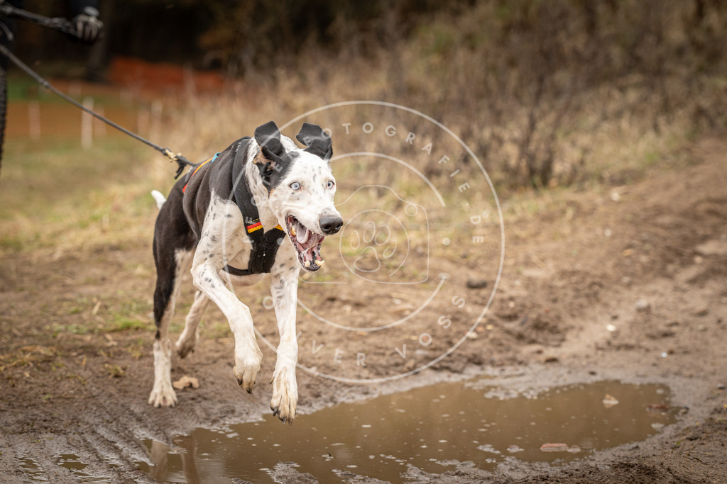 DV3A1463 | Hundefotografie, Tierfotograf, Pfotenfotografie, Fotoshooting Hund, Hunde Portrait, Hundesport, Hundeportraits, Heideshooting, Hunde, Sportfotograf, Hundefotograf, Turnierhundsport, THS,  - Realisiert mit Pictrs.com