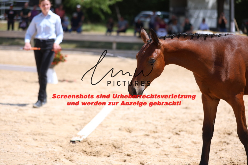 Fohlenschau_Schwäbisch_Hall_springbetonte_Fohlen_KN 24_10 | lmwpictures - Realisiert mit Pictrs.com