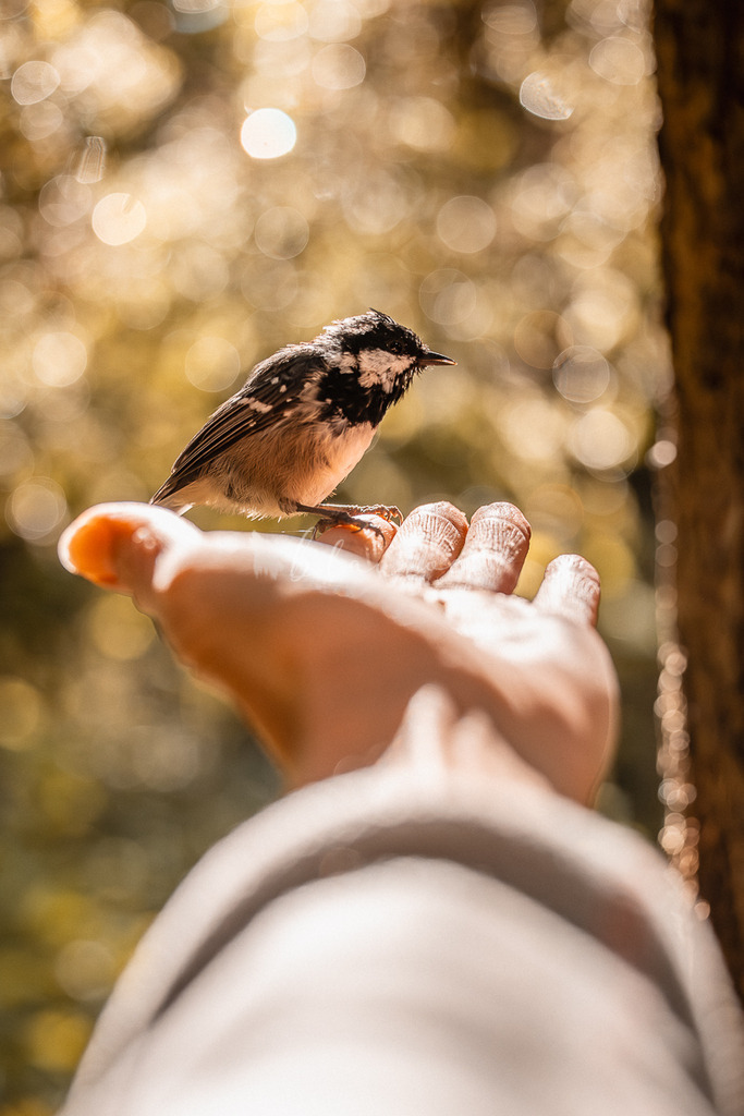 _01A5584 | Sportbilder, Sportfotograf, Hochzeits- und Eventfotografin, Flugshows, Portraits und Tiershooting, Aviation, Downhill, Nationalleague, Swissleague, International