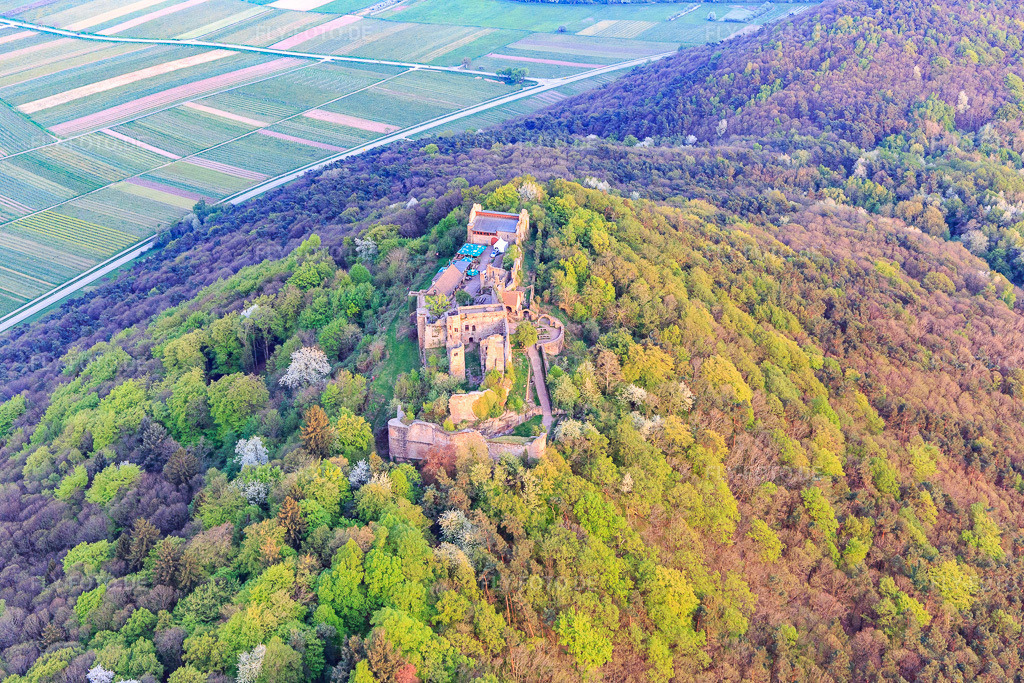 Luftbild: Burgruine Madenburg auf einem herbstlich verfärbten Berg des Pfälzerwalds aus Norden in Eschbach im Bundesland Rheinland-Pfalz in Deutschland. Foto: IMG_106866.jpg vom 21.04.2018 durch Werner Riehm/FLY-FOTO.de