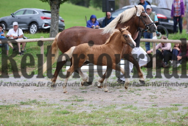 Fohlenprämierung_Sankt-Märgen_2024_KN_58_Fernando (75) | Alle Fotos der Reiterjournal Fotografin Doris Matthaes im Reiterjournal Online-Fotoshop. - Realizado com Pictrs.com